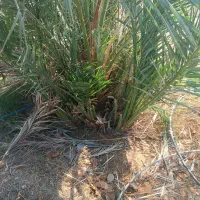 نخل محبوبی اصل دیمین یا پاجوش