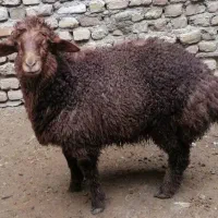 فروش دام زنده همراه با 85٪ تخفیف ویژه عید قربان