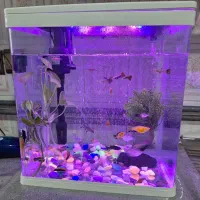 اکواریم با ماهی