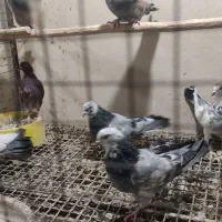 کبوتر اصفهانی و دمگیر دوبحر