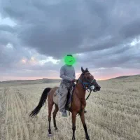 اسب|اسب و تجهیزات اسبسواری|دیواندره, |دیوار