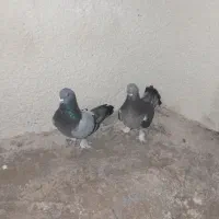 لوطی