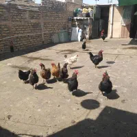 مرغ و خروس محلی تخم گذار