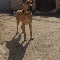 سگ گله|سگ|فیروزه, |دیوار