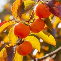 نــهـال خرمالو موزی  شیرین درشت و جذاب بازار