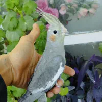 طوطی عروس هلندی نر سینامون|پرنده|ابهر, |دیوار