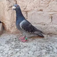 کبوترپلاکی
