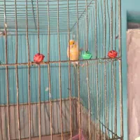 یک جفت ردفاکتور نروماده لونه گرم می‌کند چال دوم