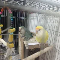 یک جف کوتوله برزیلی ب شرط مولد