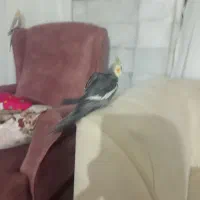 عروس هلندی سالم تخم گزار