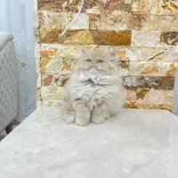 پرشین عروسکی|گربه|مهاباد (آذربایجان غربی), |دیوار