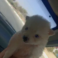 سگ پامرانین عروسکی فنجونی