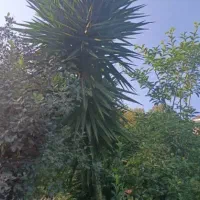 گل یوکا  در اندازه های مختلف|گل و گیاه طبیعی|لیسار, |دیوار