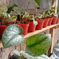 گل و گیاه|گل و گیاه طبیعی|رودسر, |دیوار