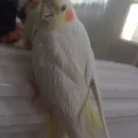 عروس هلندی ماده