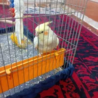 یک جفت عروس هلندی آهویی