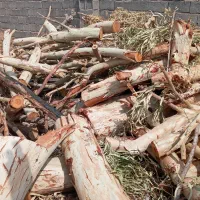 خرید چوب و هرس کردن درختهای مزاحم|خدمات باغبانی و درختکاری|رفسنجان, |دیوار