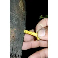رفع مشکل کرم خراط درخت گردو