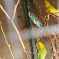 مرغ عشق