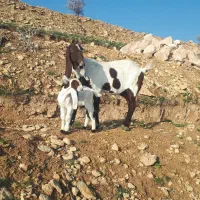 بز اصل پاکستانی