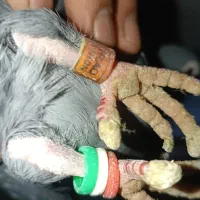 پلاک نر المانی ماده اغون