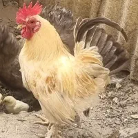 مرغ خروس