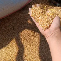 گندم شب رنگ ابی