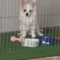 تدی|سگ|فسا, |دیوار