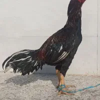 خروس لاری|حیوانات مزرعه|اندیمشک, |دیوار