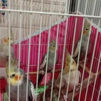 پرنده عروس|پرنده|رشت, جماران|دیوار