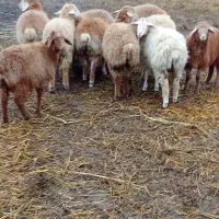 10راس بره نروماده|حیوانات مزرعه|قشلاق دشت, |دیوار