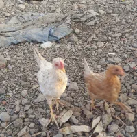 جوجه مرغ محلی زیر مرغی