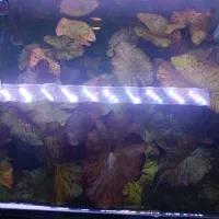 گیاه اکواریومی نیلوفر تایگر|ماهی|شیراز, تحویلی|دیوار