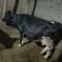 گاو