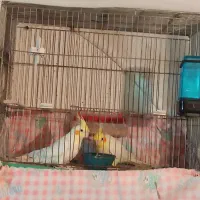 عروس هلندی خانگی در عجبشیر|پرنده|عجب شیر, |دیوار