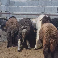 گوسفند بره قربانی