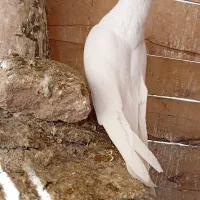 کفتر|پرنده|تبریز, |دیوار