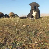 سگ قدرجونی|سگ|داران, |دیوار