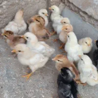 جوجه
