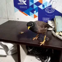 مرغ مینا کاملا دستی وبچه دوست