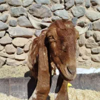 بزپاکستانی|حیوانات مزرعه|کرمان, |دیوار