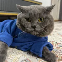 گربه نر ۳ ساله آماده جفتگیری