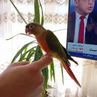 گرینچیک دونخور دستی|پرنده|عسگران, |دیوار