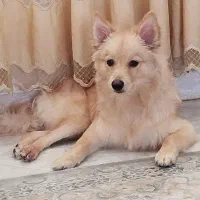 پامر شیش ماهه|سگ|فردیس, شهرک وحدت|دیوار