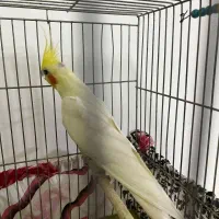 طوطی عروس گمشده