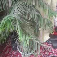 گل کاج مطبق|گل و گیاه طبیعی|کرمان, |دیوار