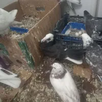 کبوتر|پرنده|مهدی شهر, |دیوار