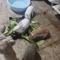 خرگوش واسه فروش چهارتاخرگوش بزرگ چهارتابچه خرگوش|موش و خرگوش|اهواز, حصیرآباد|دیوار