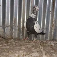 کفتر گلی|پرنده|شیراز, شهرک مدرس|دیوار