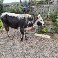 گاولیشه چالوسی ناف داردورگ|حیوانات مزرعه|رشت, خمیران زاهدان|دیوار